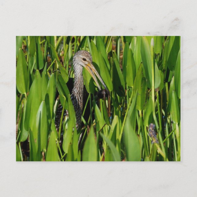 Cartão Postal Limpkin nas Leeds (Frente)