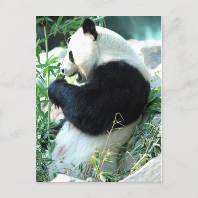 Cartão Postal Lin Hui (Frente)