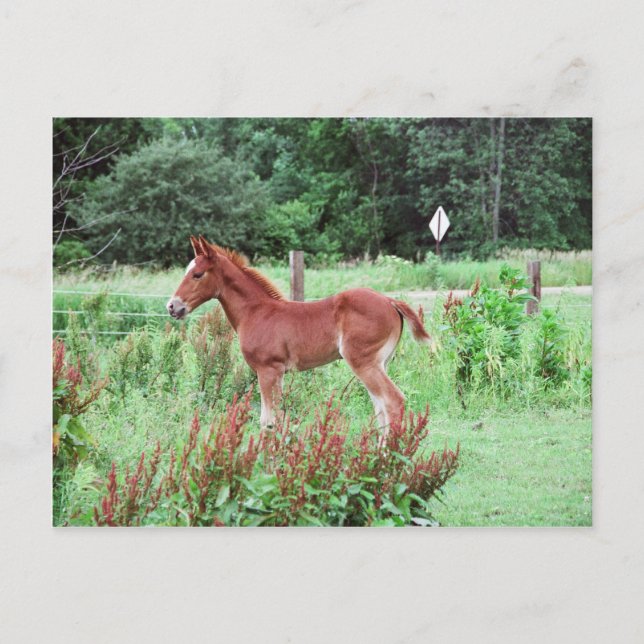 Cartão Postal Lince bebê (Frente)