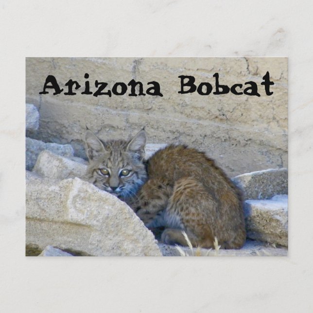 Cartão Postal Lince da arizona (Frente)