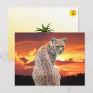 Cartão Postal Lince da Flórida com pôr do sol deslumbrante