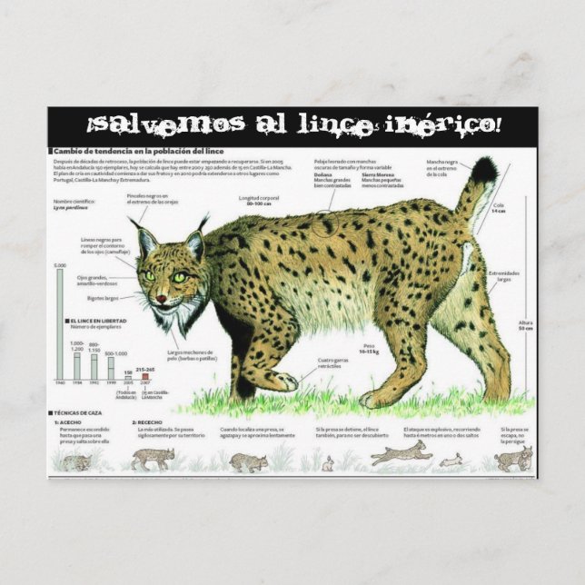 Cartão Postal lince-iberico, Salvemos al lince ibérico! (Frente)