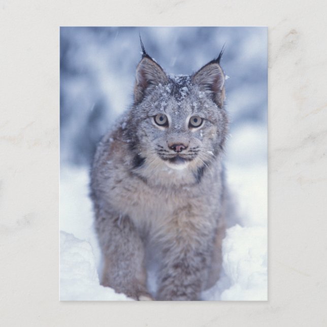 Cartão Postal Lince na neve nos contrafortes (Frente)