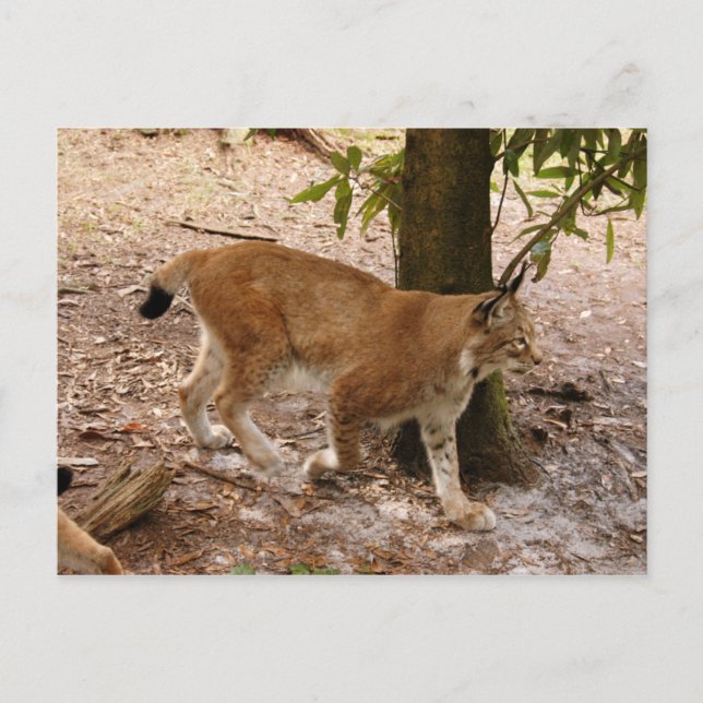 Cartão Postal lince siberiano 031 (Frente)