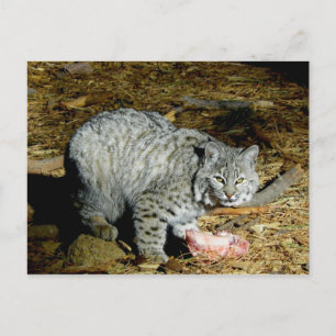 Cartão Postal Lince-vermelho ... Bearizona