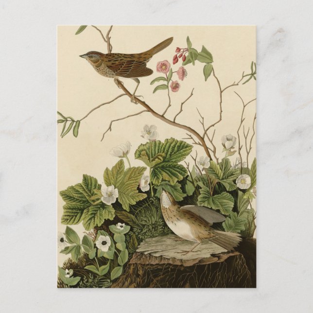 Cartão Postal Lincoln Finch (Frente)
