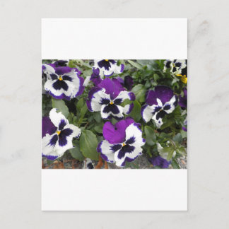 Cartão Postal Linda Arte Pansy Púrpura e Branca