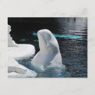 Cartão Postal Linda Baleia Branca Beluga