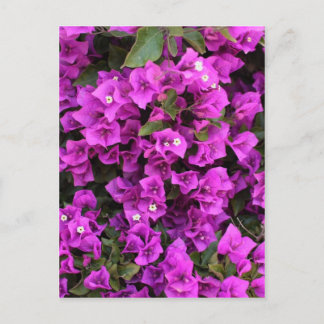 Cartão Postal Linda Bougainvillea