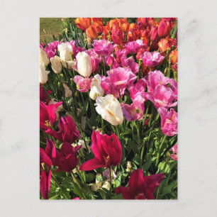 Cartão Postal Linda Cama do Jardim das Tulipas, Oregon
