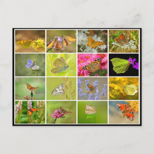 Cartão Postal Linda colagem colorida de borboletas de pavão