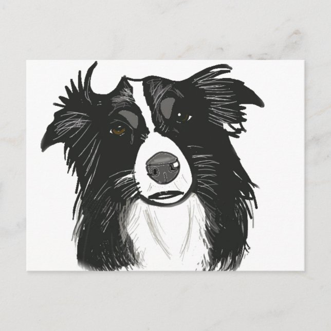 Cartão Postal Linda Collie de Borda Branca e Preta (Frente)