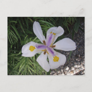 Cartão Postal Linda flor