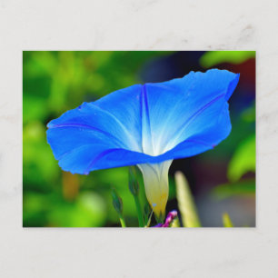 Cartão Postal Linda flor azul