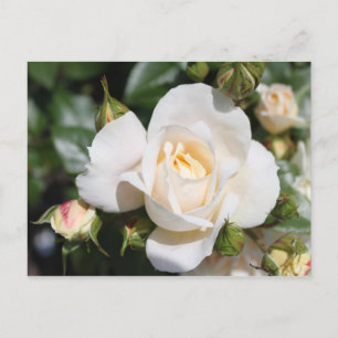 Cartão Postal linda flor branca de rosa. amor e romance