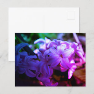 Cartão Postal Linda Flor de Jacinto (Hyacinthus)