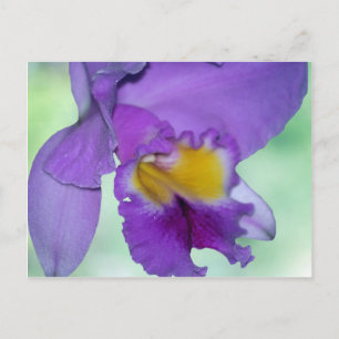 Cartão Postal Linda flor de orquídea roxa
