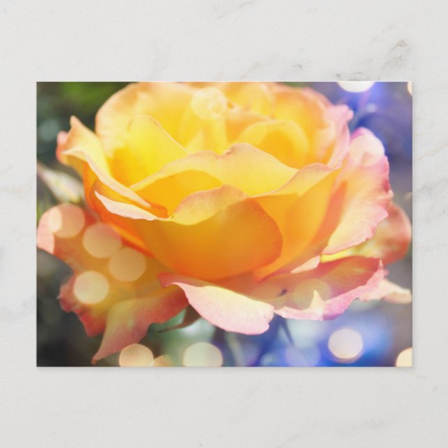 Cartão Postal Linda flor de rosa amarela. Fotografia floral. (Frente)