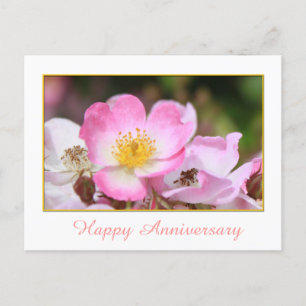 Cartão Postal linda flor de rosa rosa selvagem feliz aniversário