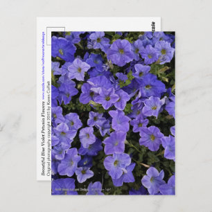 Cartão Postal Linda Foto Azul Violet Petunia