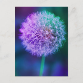 Cartão Postal Linda Foto Dandelion em fundo azul |