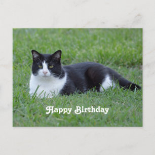 Cartão Postal Linda Foto de Gato Tuxedo Preto e Branco de Aniver