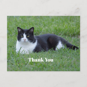 Cartão Postal Linda foto de gato tuxedo preto e branco obrigado