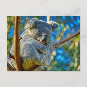 Cartão Postal Linda Koala