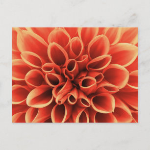 Cartão Postal Linda Laranja Dahlia Flower