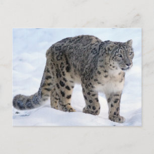 Cartão Postal Linda leopardo-da-neve