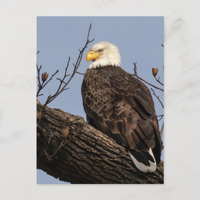 Cartão Postal Linda mãe (águia) (Frente)