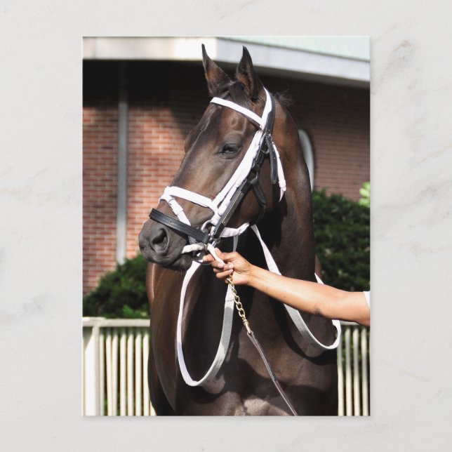 Cartão Postal Linda Mimi por Parabéns (Frente)