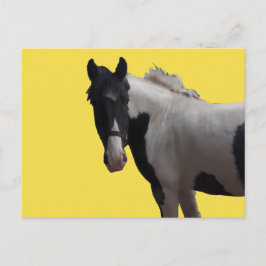 Cartão Postal Linda Piebald Pony