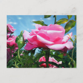 Cartão Postal Linda rosa rosa rosa no céu azul. Fotografia flora