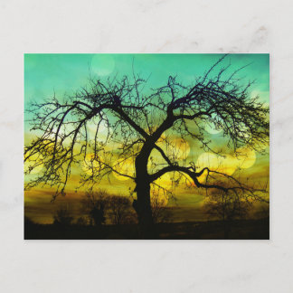 Cartão Postal Linda Silhueta de Árvore no Sunset Ombre Aqua