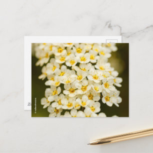 Cartão Postal Linda Terra Brida Espiréia