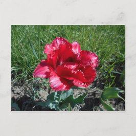 Cartão Postal Linda Tulip Vermelha