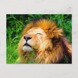 Cartão Postal Linda vida selvagem africana do leão-marinho