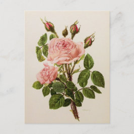 Cartão Postal Linda Vintage Rosa Floral Botânica Bela Arte