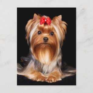 Cartão Postal Linda Yorkshire Terrier