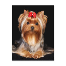 Linda Yorkshire Terrier