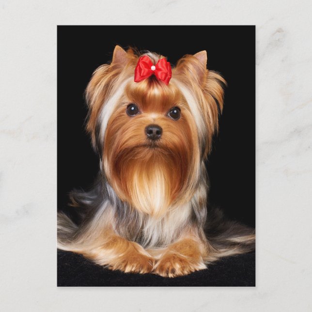 Cartão Postal Linda Yorkshire Terrier (Frente)
