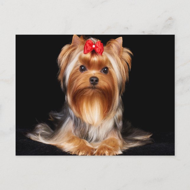 Cartão Postal Linda Yorkshire Terrier (Frente)
