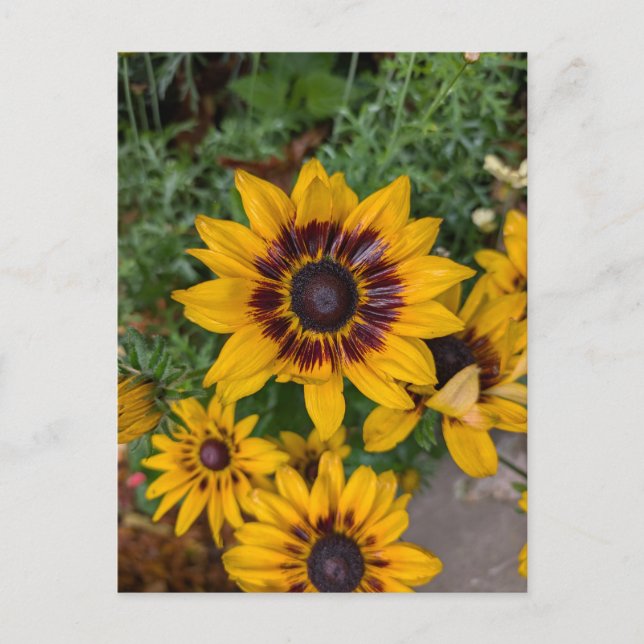 Cartão Postal Lindas flores amarelas (Frente)