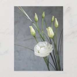 Cartão Postal Lindas Flores Brancas Lisianthus
