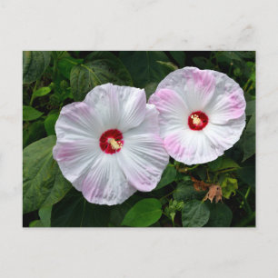 Cartão Postal Lindas flores brancas-rosadas do hibiscus