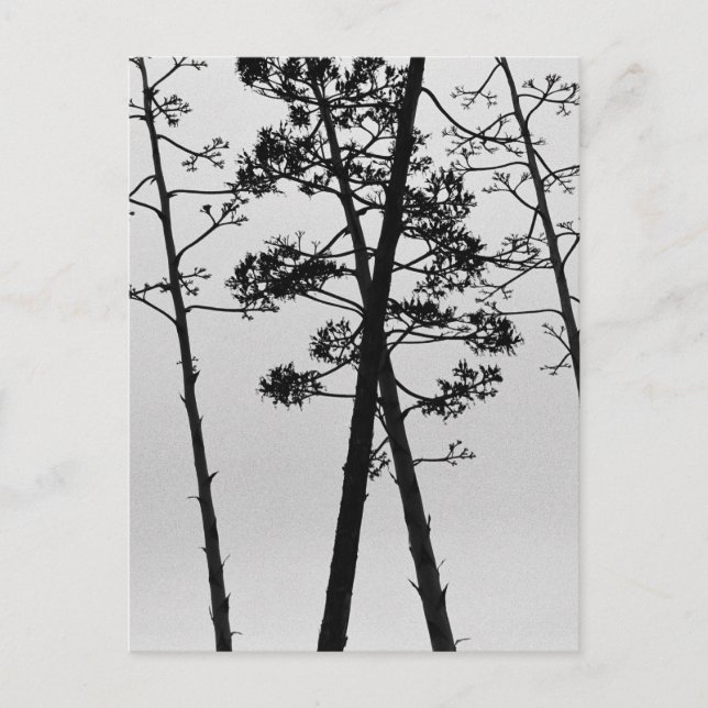 Cartão Postal Lindas flores de caule (Frente)