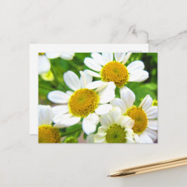 Cartão Postal Lindas flores de margarida em relvado ao sol