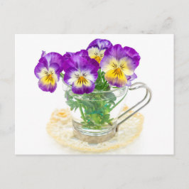 Cartão Postal lindas flores de pansos isoladas em uma xícara
