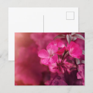 Cartão Postal Lindas flores de primavera